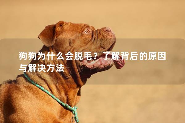 狗狗为什么会脱毛？了解背后的原因与解决方法