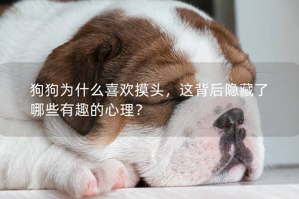狗狗为什么喜欢摸头，这背后隐藏了哪些有趣的心理？