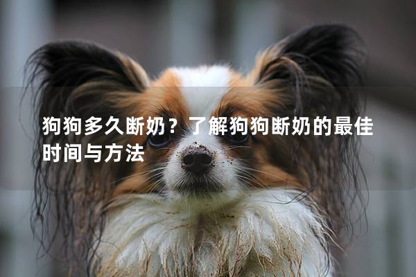 狗狗多久断奶？了解狗狗断奶的最佳时间与方法
