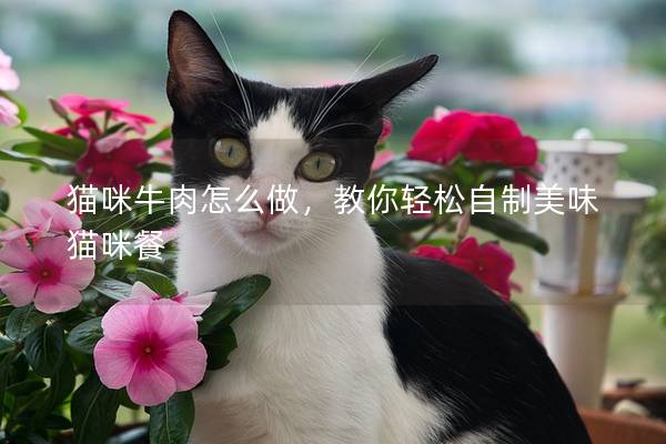 猫咪牛肉怎么做，教你轻松自制美味猫咪餐