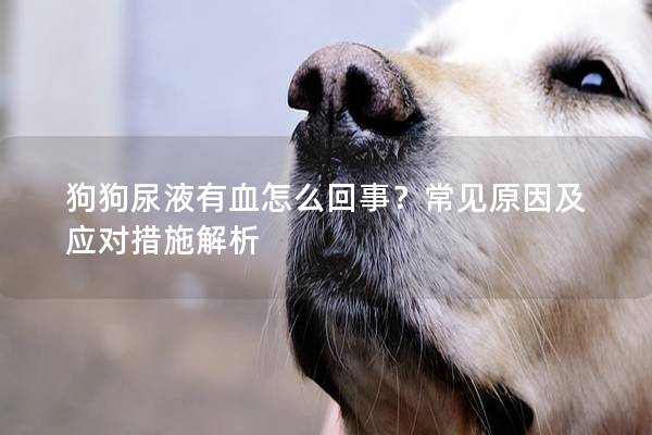 狗狗尿液有血怎么回事？常见原因及应对措施解析