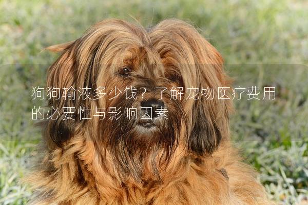 狗狗输液多少钱？了解宠物医疗费用的必要性与影响因素