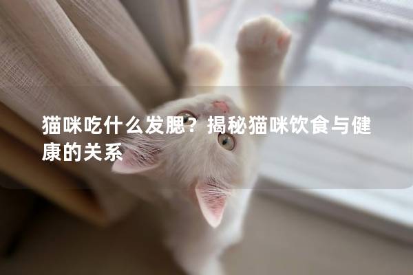 猫咪吃什么发腮？揭秘猫咪饮食与健康的关系