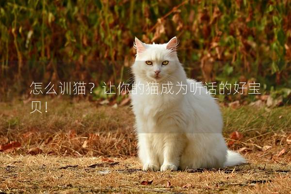 怎么训猫？让你的猫成为听话的好宝贝!