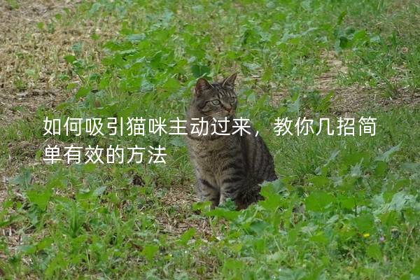 如何吸引猫咪主动过来，教你几招简单有效的方法