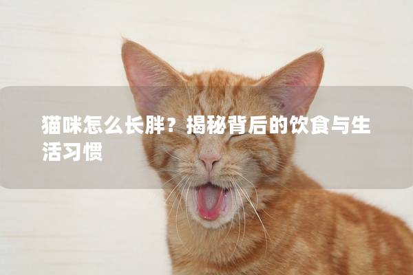 猫咪怎么长胖？揭秘背后的饮食与生活习惯