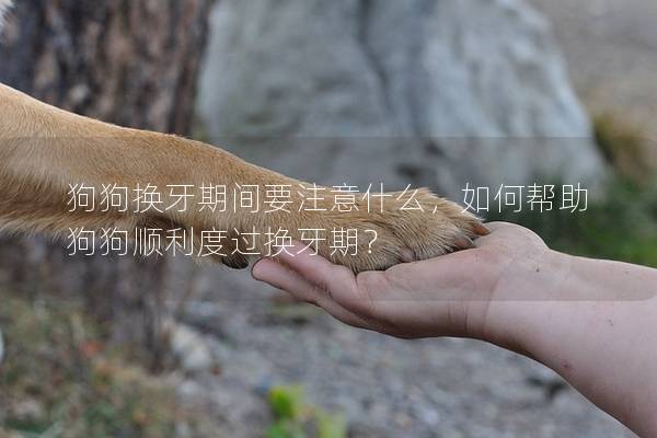狗狗换牙期间要注意什么，如何帮助狗狗顺利度过换牙期？