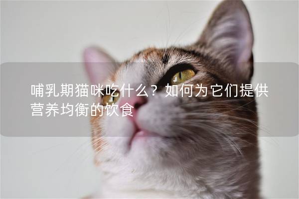哺乳期猫咪吃什么？如何为它们提供营养均衡的饮食