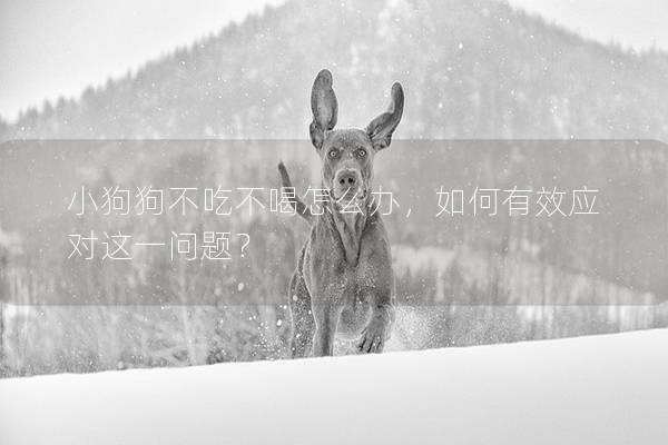 小狗狗不吃不喝怎么办，如何有效应对这一问题？