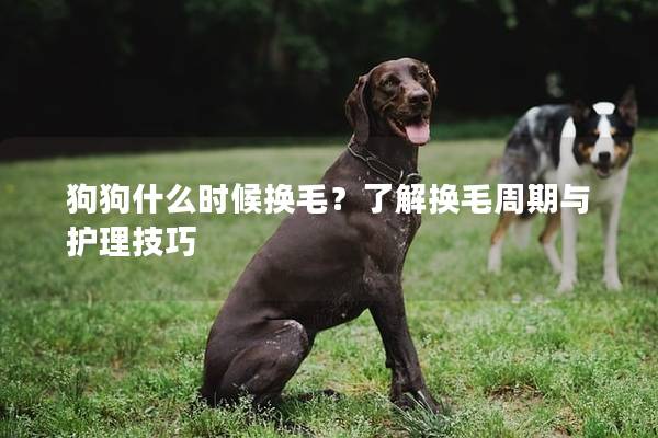 狗狗什么时候换毛？了解换毛周期与护理技巧