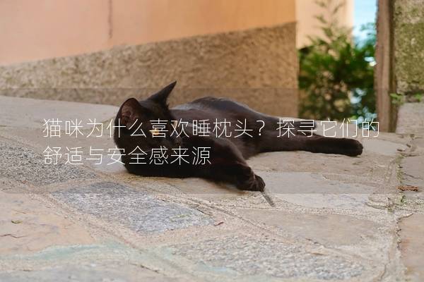 猫咪为什么喜欢睡枕头？探寻它们的舒适与安全感来源