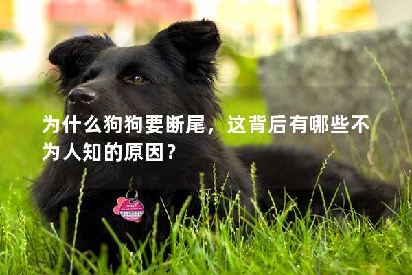 为什么狗狗要断尾，这背后有哪些不为人知的原因？