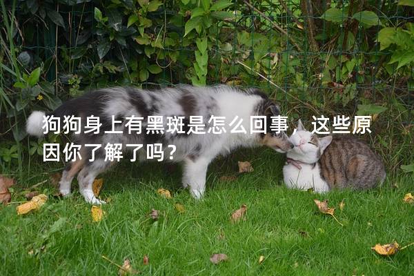 狗狗身上有黑斑是怎么回事，这些原因你了解了吗？
