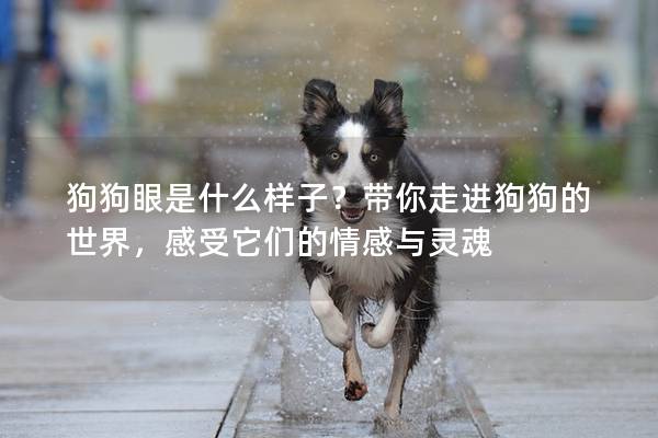 狗狗眼是什么样子？带你走进狗狗的世界，感受它们的情感与灵魂