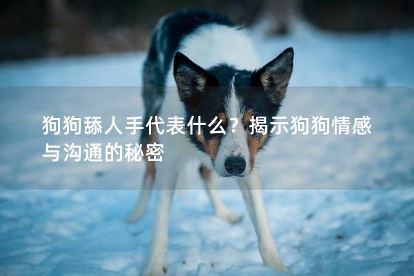 狗狗舔人手代表什么？揭示狗狗情感与沟通的秘密