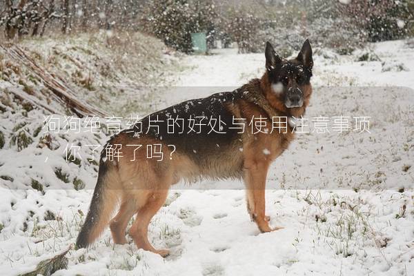 狗狗绝育药片的好处与使用注意事项，你了解了吗？
