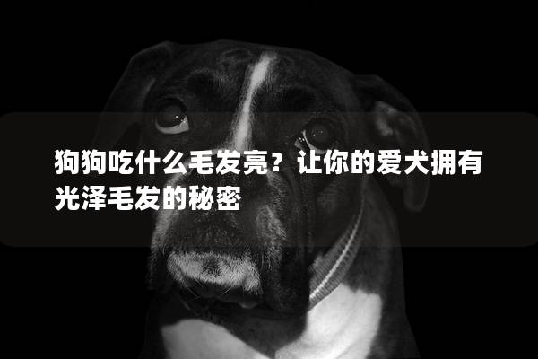 狗狗吃什么毛发亮？让你的爱犬拥有光泽毛发的秘密