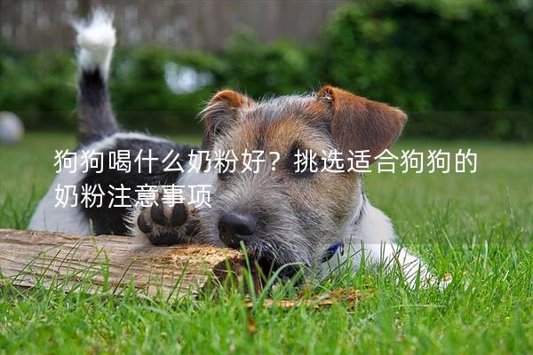 狗狗喝什么奶粉好？挑选适合狗狗的奶粉注意事项