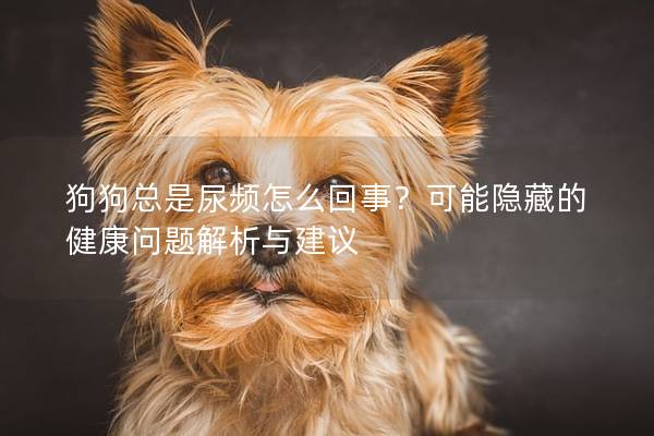 狗狗总是尿频怎么回事？可能隐藏的健康问题解析与建议