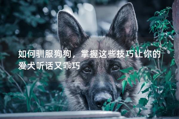 如何驯服狗狗，掌握这些技巧让你的爱犬听话又乖巧