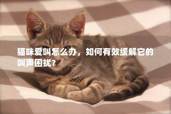 猫咪爱叫怎么办，如何有效缓解它的叫声困扰？