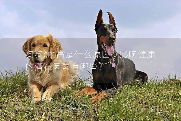 狗狗crp高是什么原因，影响健康的潜在因素有哪些？