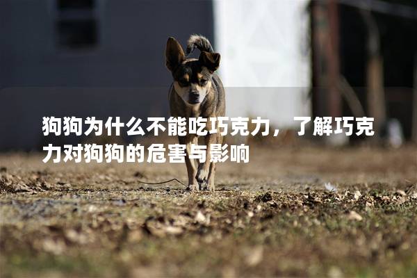 狗狗为什么不能吃巧克力，了解巧克力对狗狗的危害与影响