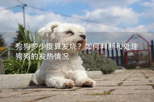 狗狗多少度算发烧？如何判断和处理狗狗的发热情况