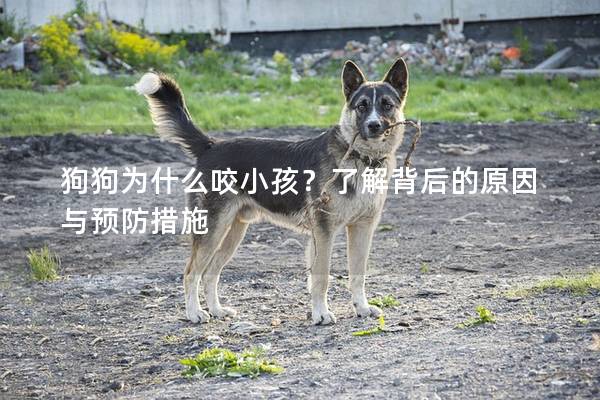 狗狗为什么咬小孩？了解背后的原因与预防措施