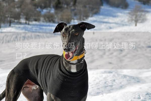 狗咬要打破伤风吗，如何正确处理伤口？