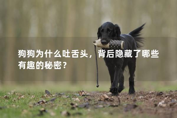 狗狗为什么吐舌头，背后隐藏了哪些有趣的秘密？