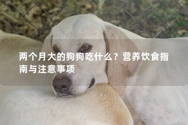 两个月大的狗狗吃什么？营养饮食指南与注意事项