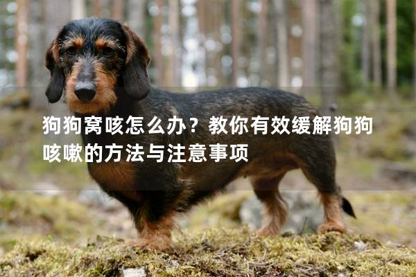 狗狗窝咳怎么办？教你有效缓解狗狗咳嗽的方法与注意事项