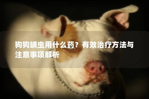 狗狗螨虫用什么药？有效治疗方法与注意事项解析
