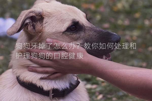 狗狗牙掉了怎么办？教你如何处理和护理狗狗的口腔健康