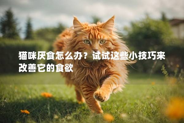 猫咪厌食怎么办？试试这些小技巧来改善它的食欲