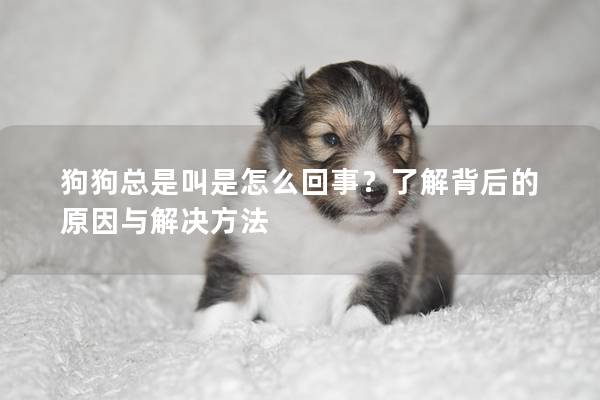狗狗总是叫是怎么回事？了解背后的原因与解决方法