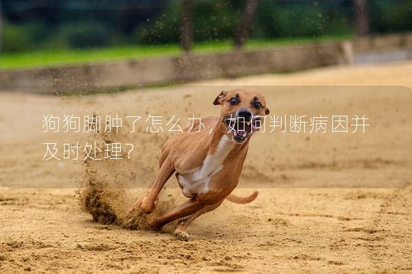 狗狗脚肿了怎么办，如何判断病因并及时处理？