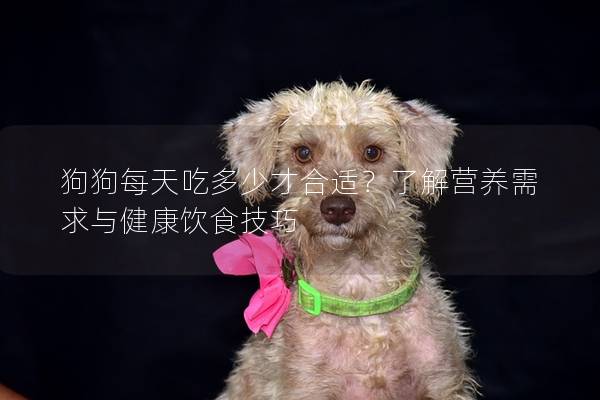 狗狗每天吃多少才合适？了解营养需求与健康饮食技巧