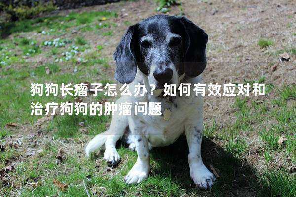 狗狗长瘤子怎么办？如何有效应对和治疗狗狗的肿瘤问题