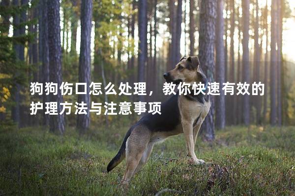 狗狗伤口怎么处理，教你快速有效的护理方法与注意事项