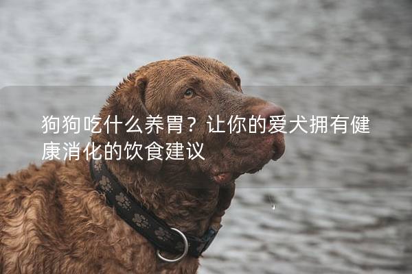 狗狗吃什么养胃？让你的爱犬拥有健康消化的饮食建议