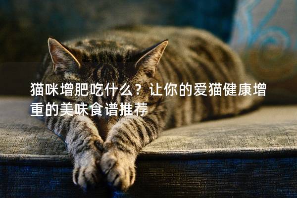 猫咪增肥吃什么？让你的爱猫健康增重的美味食谱推荐