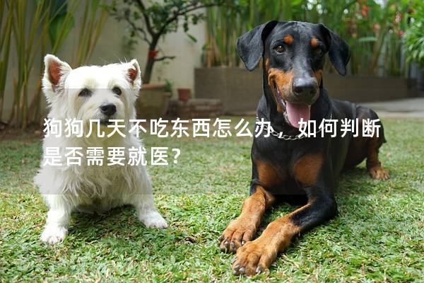 狗狗几天不吃东西怎么办，如何判断是否需要就医？