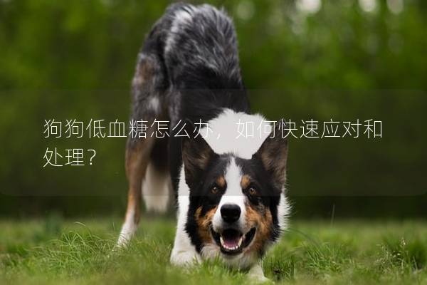 狗狗低血糖怎么办，如何快速应对和处理？