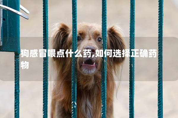 狗感冒喂点什么药,如何选择正确药物