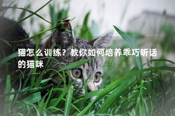 猫怎么训练？教你如何培养乖巧听话的猫咪
