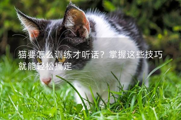 猫要怎么训练才听话？掌握这些技巧就能轻松搞定