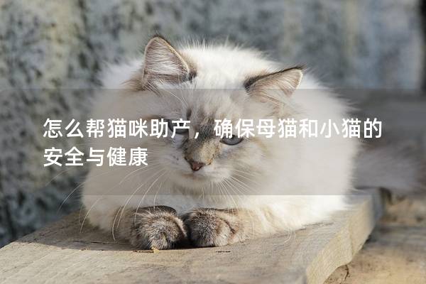 怎么帮猫咪助产，确保母猫和小猫的安全与健康