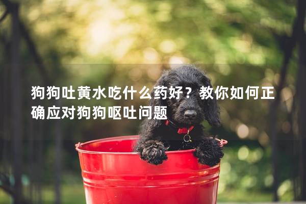 狗狗吐黄水吃什么药好？教你如何正确应对狗狗呕吐问题